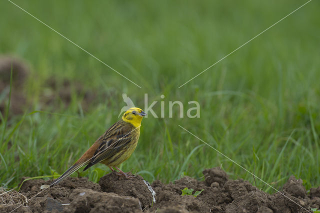 Yellowhammer (Emberiza citrinella)