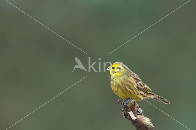 Yellowhammer (Emberiza citrinella)