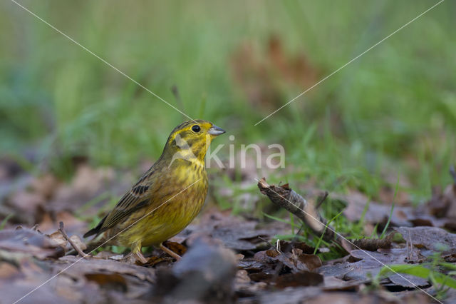 Yellowhammer (Emberiza citrinella)