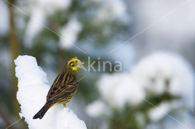 Geelgors (Emberiza citrinella)