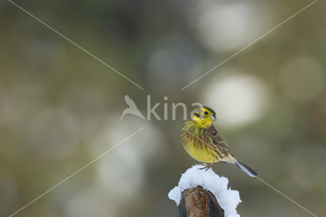 Yellowhammer (Emberiza citrinella)