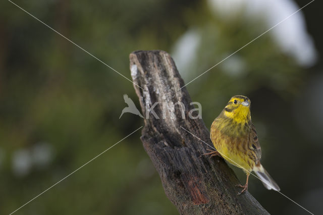 Yellowhammer (Emberiza citrinella)