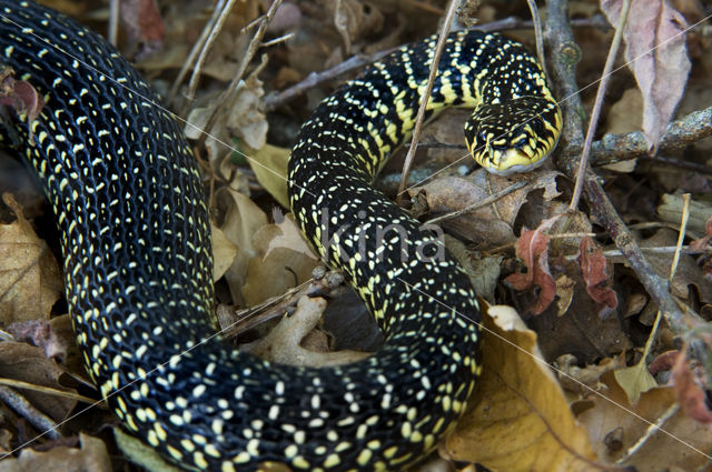 Geelgroene toornslang (Hierophis viridiflavus)