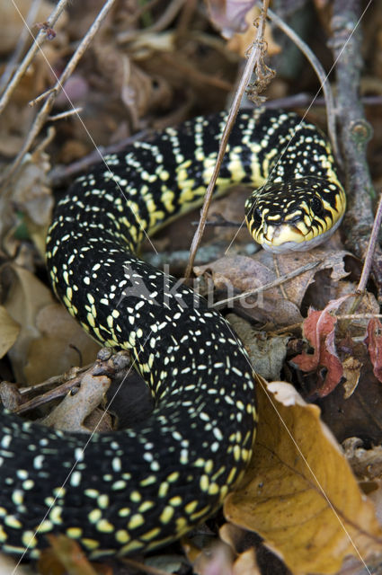 Geelgroene toornslang (Hierophis viridiflavus)