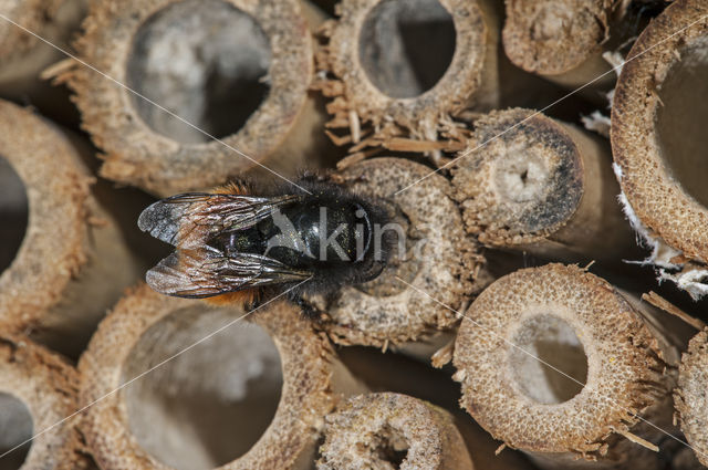 Gehoornde metselbij (Osmia cornuta)