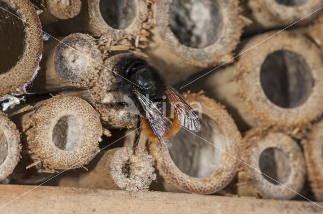 Gehoornde metselbij (Osmia cornuta)