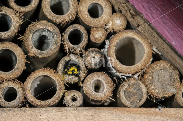 Gehoornde metselbij (Osmia cornuta)