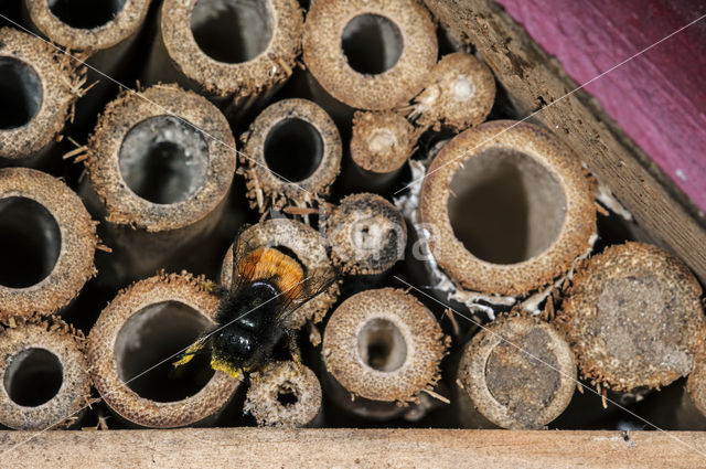 Gehoornde metselbij (Osmia cornuta)