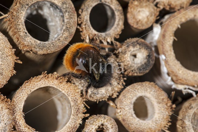 Gehoornde metselbij (Osmia cornuta)