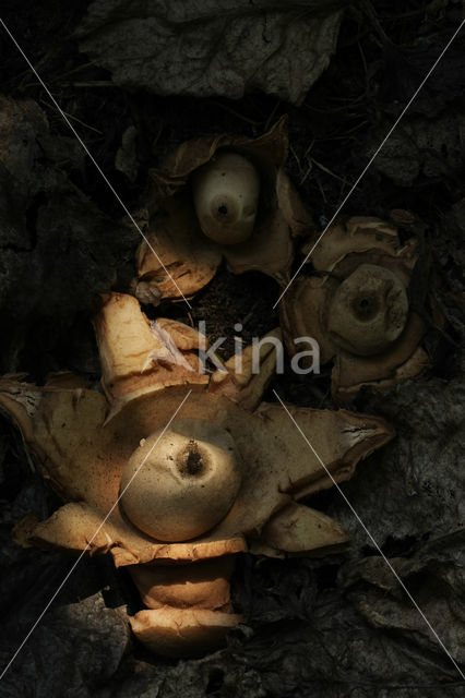 Collared Earthstar (Geastrum triplex)