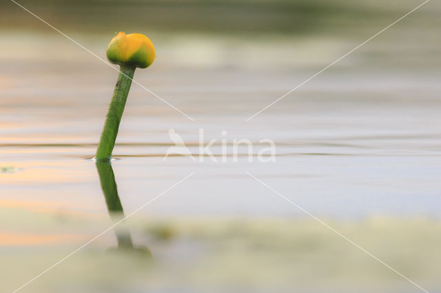 Gele plomp (Nuphar lutea)