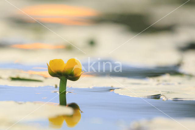 Gele plomp (Nuphar lutea)