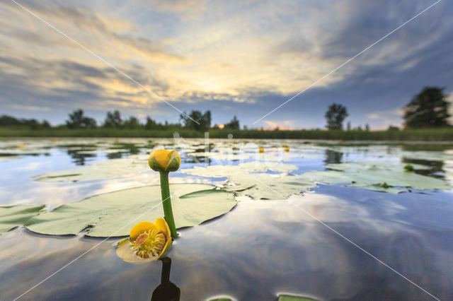 Yellow Waterlily (Nuphar lutea)