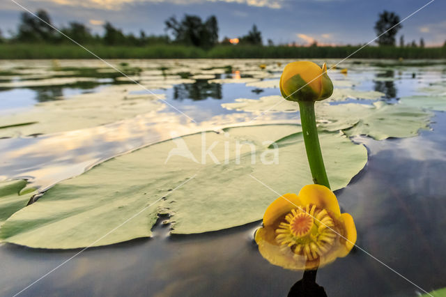 Gele plomp (Nuphar lutea)