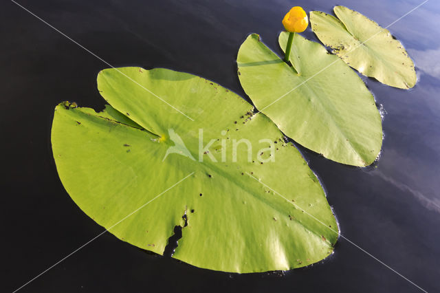 Gele plomp (Nuphar lutea)