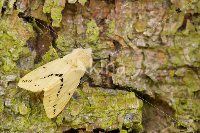 Gele tijger (Spilosoma lutea)