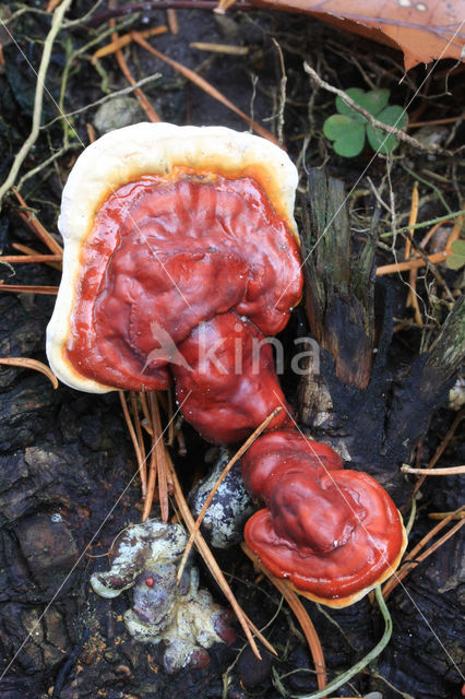 Gesteelde lakzwam (Ganoderma lucidum)