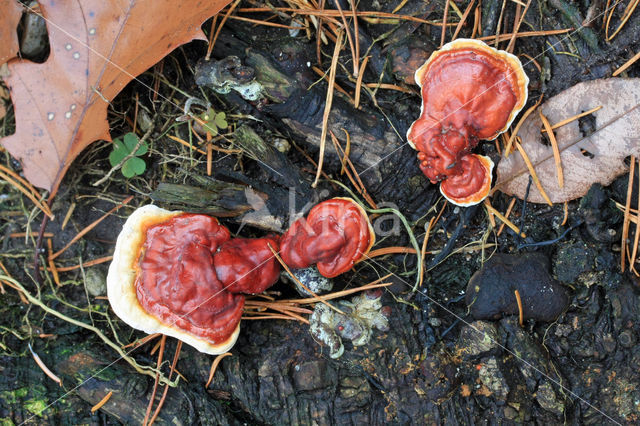 Gesteelde lakzwam (Ganoderma lucidum)