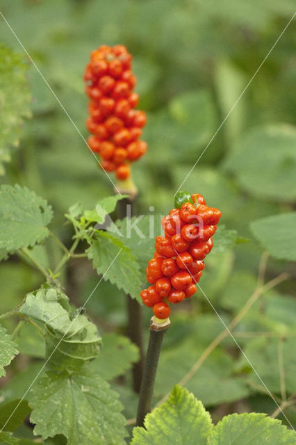 Gevlekte aronskelk (Arum maculatum)