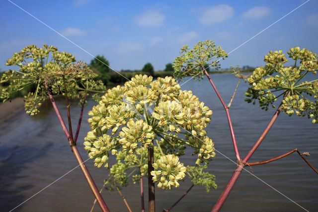 Poison Hemlock (Conium maculatum)