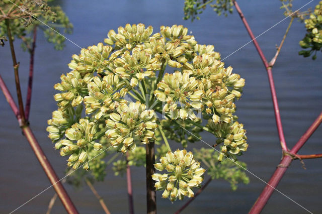 Gevlekte scheerling (Conium maculatum)