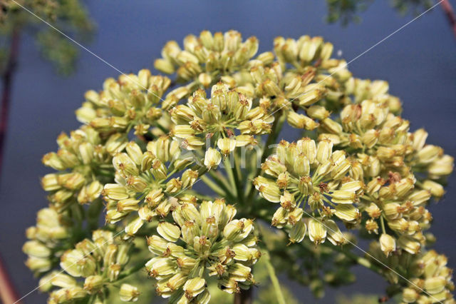 Gevlekte scheerling (Conium maculatum)