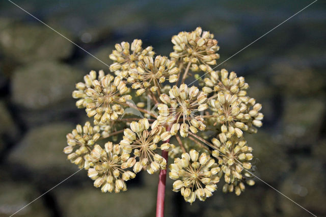 Gevlekte scheerling (Conium maculatum)