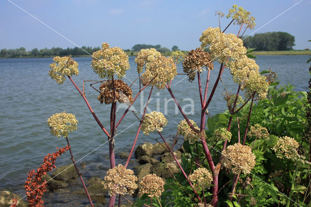 Gevlekte scheerling (Conium maculatum)