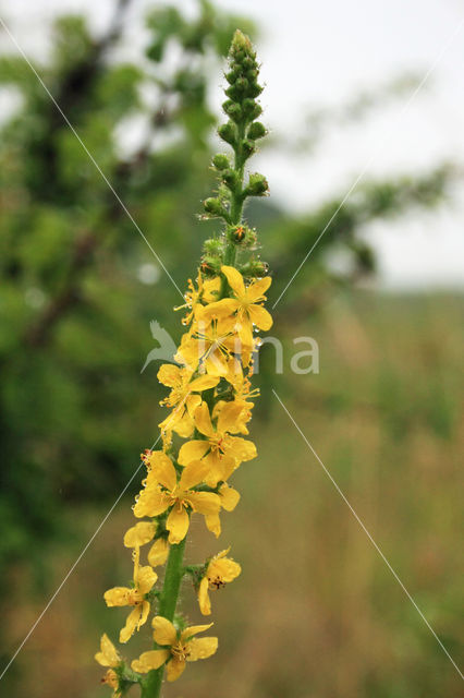 Gewone agrimonie (Agrimonia eupatoria)