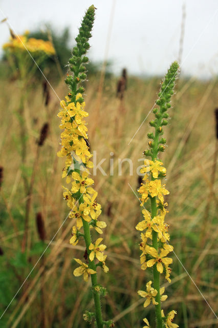 Gewone agrimonie (Agrimonia eupatoria)