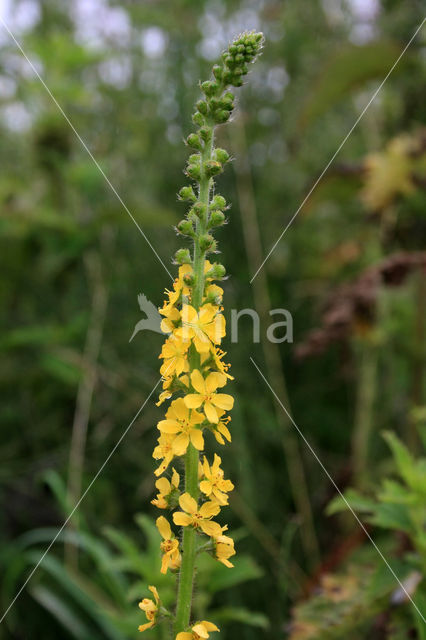 Agrimony (Agrimonia eupatoria)