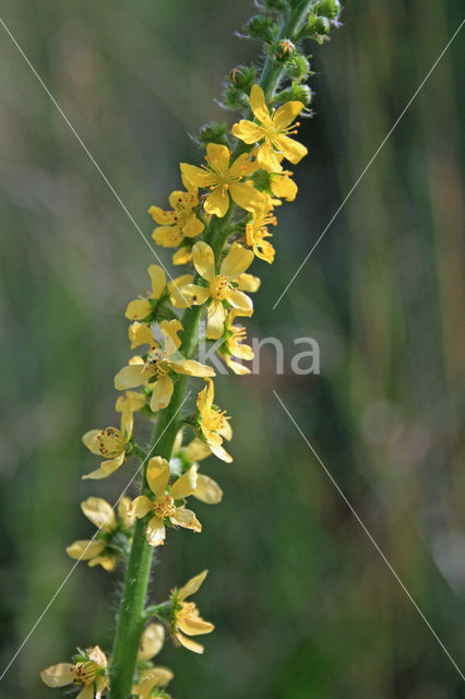 Agrimony (Agrimonia eupatoria)