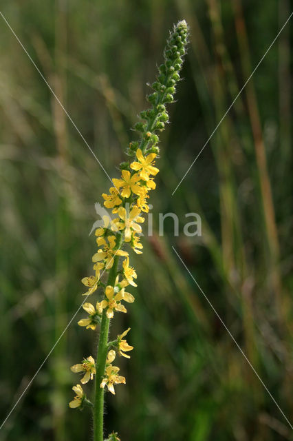 Agrimony (Agrimonia eupatoria)