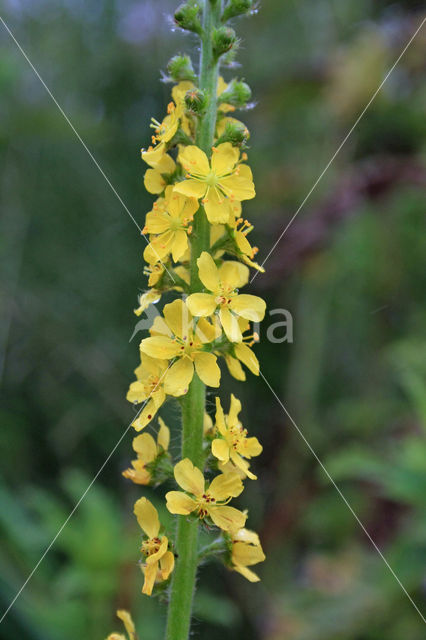 Gewone agrimonie (Agrimonia eupatoria)