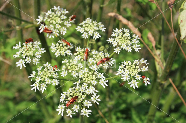 Hogweed (Heracleum sphondylium)