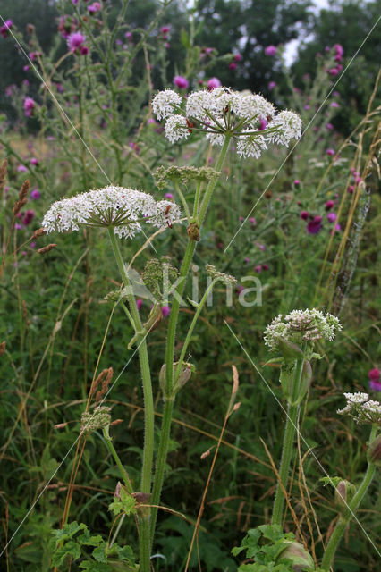 Gewone bereklauw (Heracleum sphondylium)