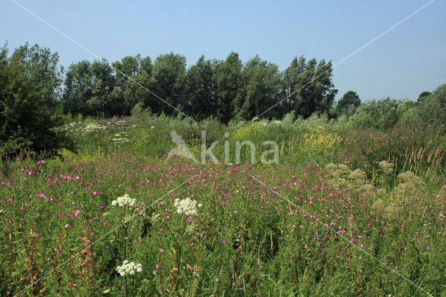 Gewone bereklauw (Heracleum sphondylium)