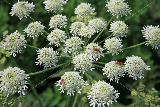 Hogweed (Heracleum sphondylium)