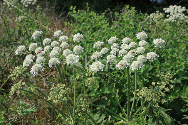 Gewone bereklauw (Heracleum sphondylium)