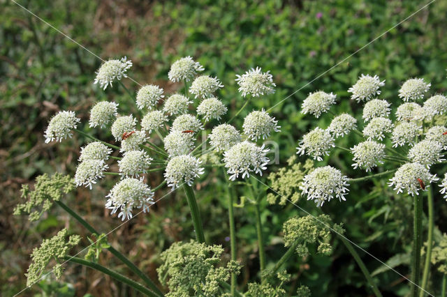 Gewone bereklauw (Heracleum sphondylium)