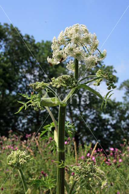 Hogweed (Heracleum sphondylium)