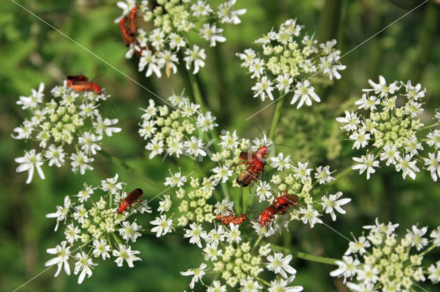 Hogweed (Heracleum sphondylium)