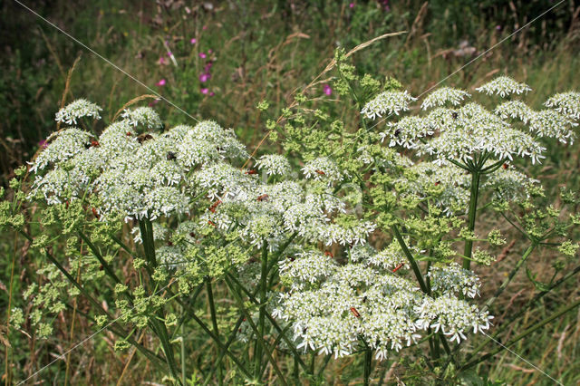 Hogweed (Heracleum sphondylium)