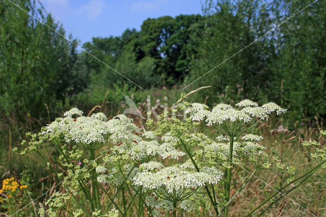 Hogweed (Heracleum sphondylium)