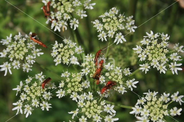 Hogweed (Heracleum sphondylium)