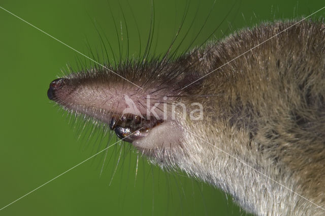 Gewone bosspitsmuis (Sorex araneus)