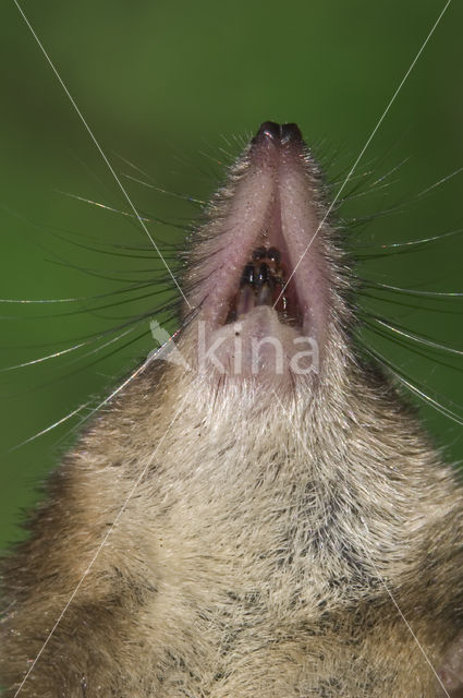 Gewone bosspitsmuis (Sorex araneus)