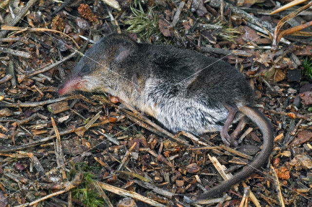 Gewone bosspitsmuis (Sorex araneus)