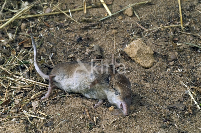 Gewone bosspitsmuis (Sorex araneus)