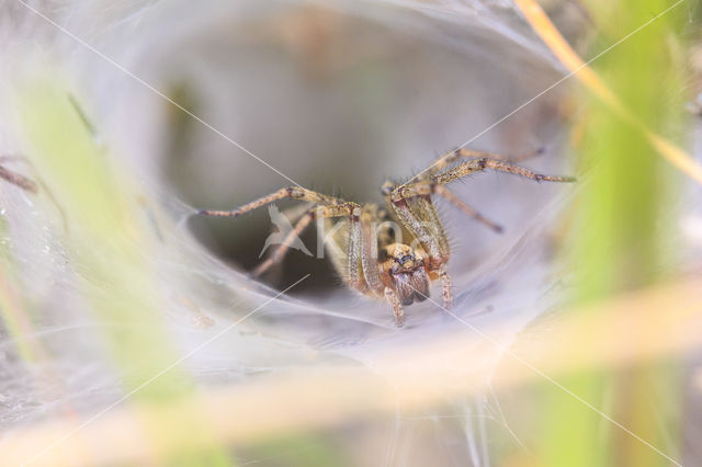 Labyrinth Spider (Agelena labyrinthica)